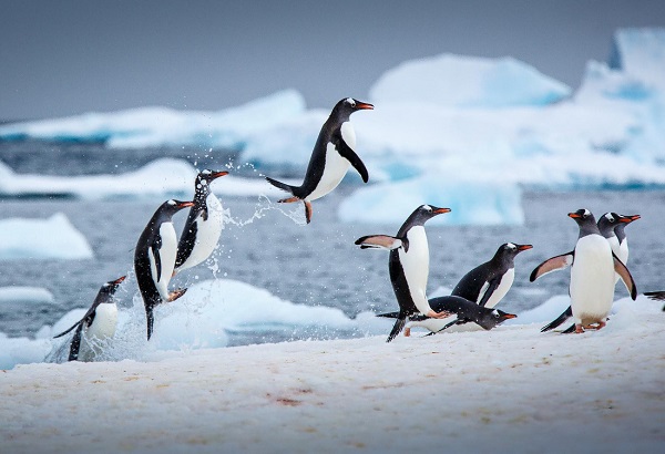 Những chú chim cánh cụt ở Nam Cực - Ảnh: Lonely Planet