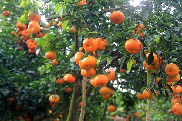 Quýt hồng Lai Vung là loại quả rất được thị trường ưa chuộng, đặc biệt mỗi dịp Tết - Ảnh: Dương Quán Hạ