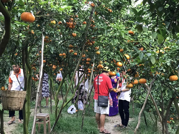 Khách du lịch có thể trải nghiệm việc tự cắt những trái quýt từ trên cây về làm quà - Ảnh: Dương Quán Hạ