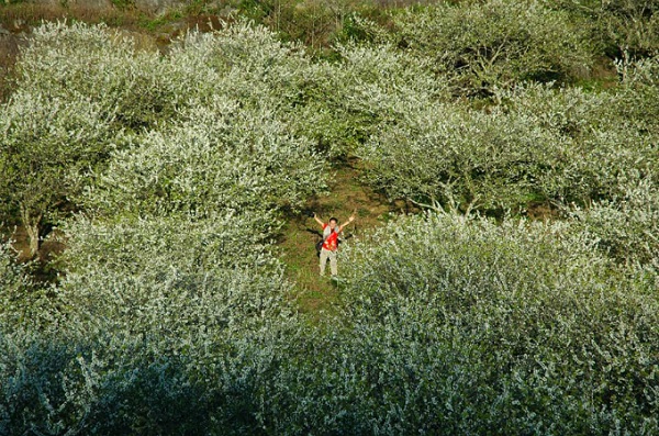 Mộc Châu là một trong những điểm đến mùa xuân nổi bật nhất ở khu vực phía Bắc. Thời điểm tháng 1-2 là lúc hoa mơ, hoa mận, hoa đào rừng bắt đầu nở rộ khắp các thung lũng, sườn đồi, mang tới vẻ đẹp vừa hoang sơ, vừa lãng mạn cho vùng rừng núi thuộc tỉnh Sơn La. Ảnh: Tạ Toàn