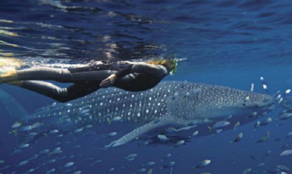 Trải nghiệm bơi cùng cá mập voi dù nguy hiểm vẫn thu hút đông du khách tham gia. Ảnh: News.