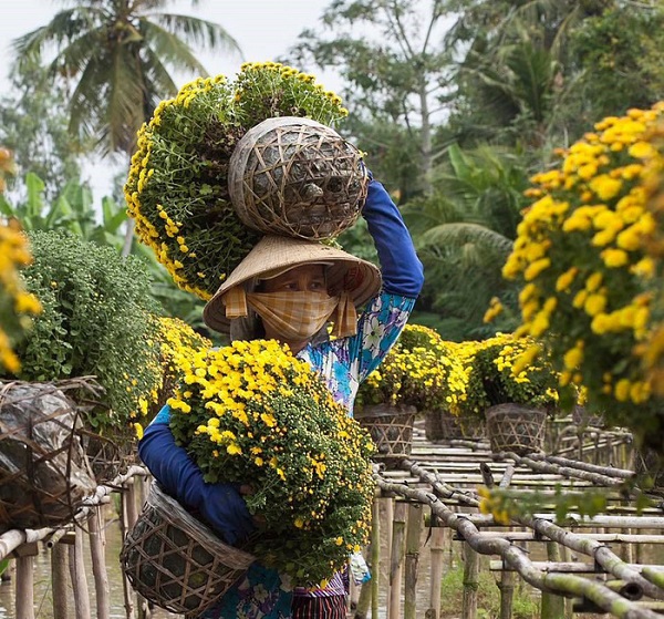 Thu hoạch hoa tại Làng hoa Sa Đéc