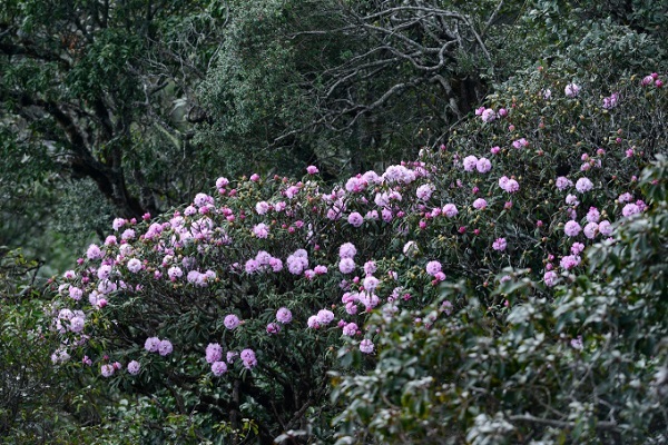 Tháng 4 là thời điểm leo đỉnh Fansipan lý tưởng dành cho những bạn không thích ngồi cáp treo bởi dọc đường đi, những cây đỗ quyên lâu năm đua nhau khoe đủ sắc hồng và đỏ rực - Ảnh: chudu24