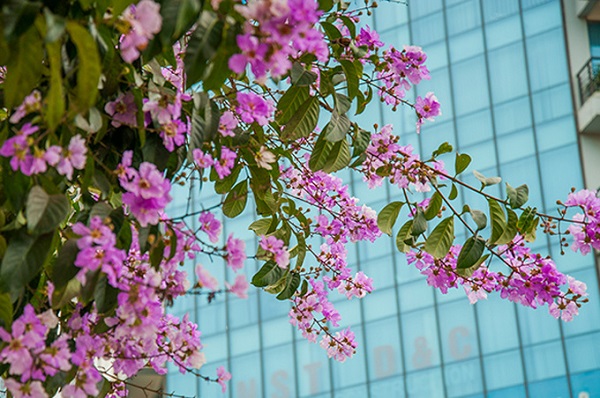 Thành phố bận rộn, đông đúc như Sài Gòn cũng sẽ trở nên lãng mạn hơn nhiều nhờ sắc tím mộng mơ của những hàng bằng lăng vào tháng 6. Ở Hà Nội, nhiều con đường thời điểm này cũng ngập sắc tím hoa bằng lăng - Ảnh: Quý Nguyễn