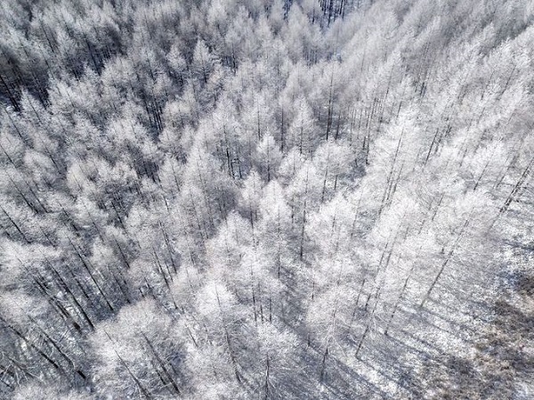 Những rừng cây, mái nhà đều bị tuyết phủ trắng xóa nằm bên thung lũng và dòng sông Shogawa.