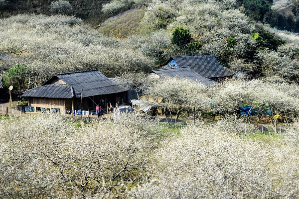 Những ngôi nhà đơn sơ của đồng bào Mông giữa rừng mận đang độ nở hoa. Ảnh: Hải Dương