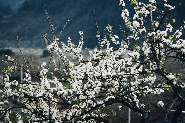 Mỗi mùa trên rẻo cao ở Mộc Châu (Sơn La) lại mang những vẻ đẹp riêng biệt. Mùa xuân năm nay ở Mộc Châu các loại hoa như mơ, mận nở sớm từ đầu tháng 1 và đang vào thời điểm đẹp nhất.
