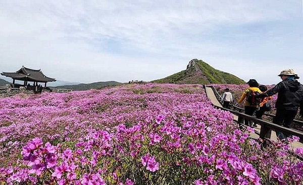 Hàng năm, tại ngọn núi này sẽ diễn ra Lễ hội hoa đỗ quyên thu hút rất đông khách du lịch trong và ngoài nước. Năm 2012, Hwangmaesan đã lọt vào danh sách 50 địa điểm du lịch đẹp đáng đến ở Hàn Quốc của CNN. Đây cũng là nơi được nhiều đạo diễn chọn làm bối cảnh để quay các bộ phim. Ảnh: Sancheong.