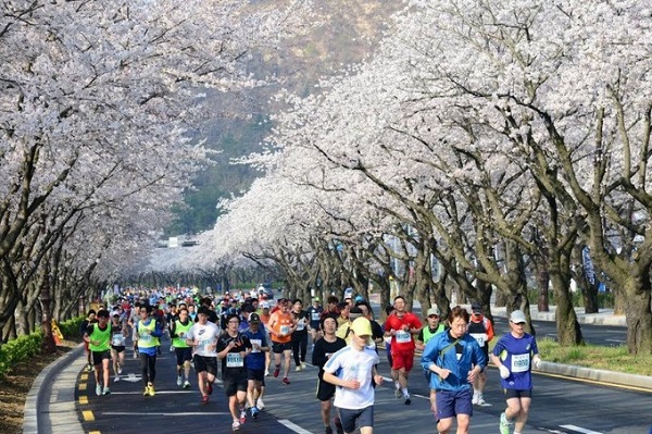 Gyeongju - đầu tháng 4  Tham gia cuộc thi chạy marathon Gyeongju vào ngày 7/4 cũng là cách thưởng ngoạn cảnh hoa anh đào nở khác biệt. Du khách sẽ chạy dưới những tán anh đào và hít thở bầu không khí "hừng hực" của cuộc thi khi gần tới đích. Ảnh: facebook.