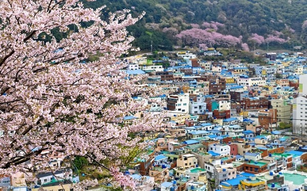 Busan: 26/3 - 2/4  Một trong những lễ hội mùa xuân nổi tiếng ở Hàn Quốc là lễ hội hoa anh đào Jinhae Gunhangje. Cuối tháng 3 đầu tháng 4 là lúc cả thị trấn nhỏ yên bình sẽ biến thành một nơi đẹp thơ mộng như tranh khi mùa hoa anh đào tới. Ảnh: pinterest.