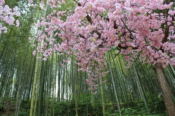 Gwangju: 29/3 - 5/4  Thời tiết mùa xuân ở đây rất thuận lợi cho du khách dạo bộ trong khu rừng tre Jukokwon. Xen lẫn trong rừng tre trúc xanh mát là những cây anh đào ra hoa hồng thắm. Du khách hãy tìm đến công viên Sajik để khám phá các phong cảnh thiên nhiên tươi đẹp khác. Ảnh: flickr.
