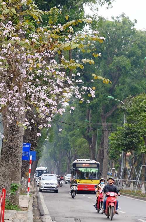 Những đoạn đường Bắc Sơn - Hoàng Diệu, Nguyễn Du - Trương Hán Siêu, Điện Biên Phủ, Thanh Niên, Trần Duy Hưng, Trần Phú... là nơi có nhiều hoa ban nở.
