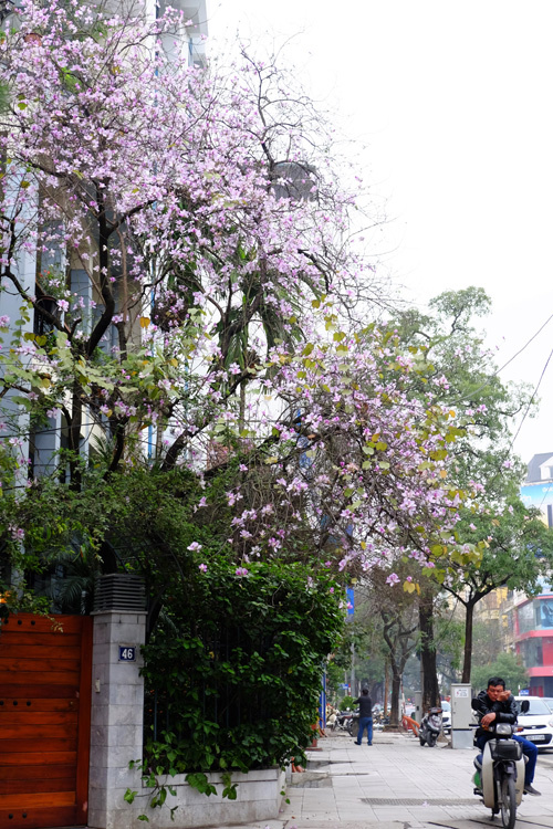 Một góc phố Nguyễn Du sáng bừng giữa tiết trời se lạnh đầu năm nhờ sắc hoa ban Tây Bắc.