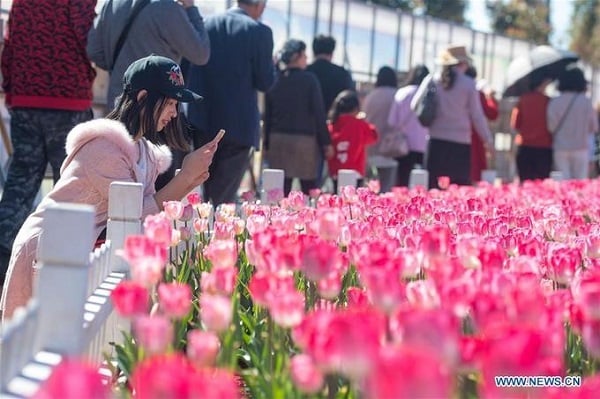 Trang Xinhuanet vừa đăng tải bộ ảnh chụp công viên hoa ở Côn Minh - thủ phủ tỉnh Vân Nam, Trung Quốc với cánh đồng hoa tulip rực rỡ sắc màu nở rộ vào tháng 2 năm nay.