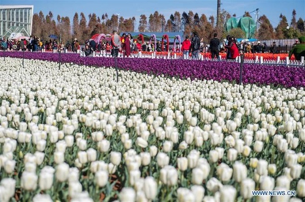 Cánh đồng này trồng 1,2 triệu bông hoa tulip các loại thu hút rất đông du khách đến tham quan, chụp ảnh.
