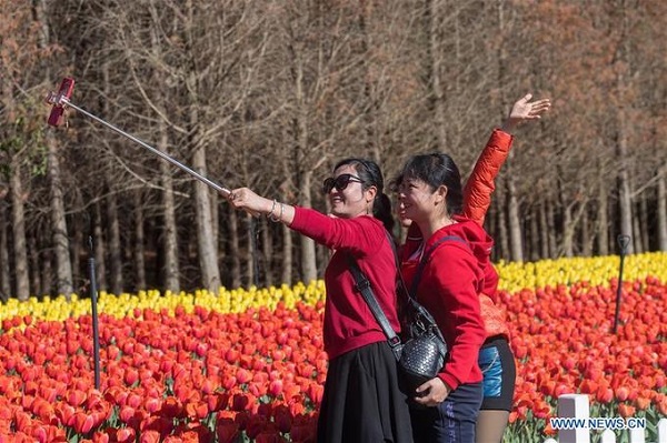 Tất cả hoa tulip được nhập từ Hà Lan về Côn Minh. Mùa hoa tulip năm nay sẽ kéo dài đến đầu tháng Ba.