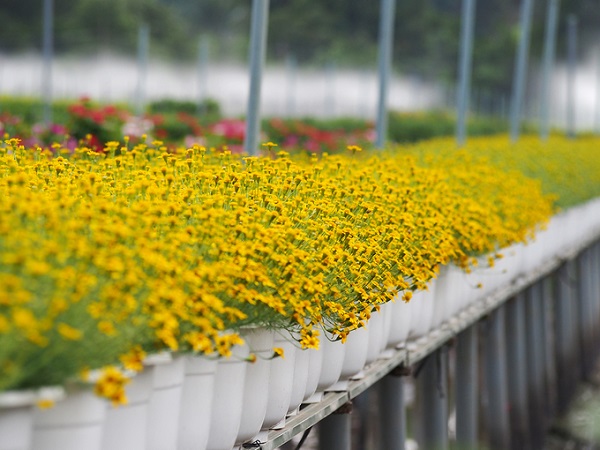 Cùng "cảnh ngộ" với nhiều nơi trồng hoa khác ở miền Tây, khoảng 30% hoa cúc mâm xôi ở đây cũng đã nở rộ trước Tết, do mưa trái mùa kéo dài nhiều ngày.