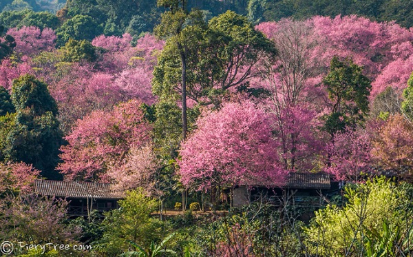 Lễ hội hoa anh đào ở Chiangmai diễn ra vào khoảng cuối tháng 1, đầu tháng 2 hàng năm. Đây là thời điểm rất nhiều khu vực phủ kín màu hồng phơn phớt đẹp như mơ, tạo nên không gian bồng bềnh tiên cảnh. Khác với các quốc gia xứ lạnh nơi mà hoa anh đào được trồng trong thành phố, quy hoạch cẩn thận, hoa anh đào ở Chiangmai mọc tự nhiên, xen kẽ trong các thung lũng, mang lại vẻ đẹp vừa hoang sơ, vừa diễm lệ.