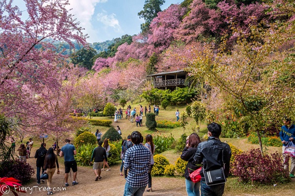 Một trong những nơi ngắm hoa anh đào đẹp nhất ở Chiangmai nằm ở Trung tâm nghiên cứu nông nghiệp trên cao nguyên Baan Khun Chang Kian, thuộc trường đại học Chiangmai. Khu vực này trồng nhiều hoa anh đào nhất và cũng được đánh giá là thơ mộng và lãng mạn nhất.