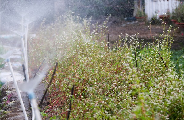 "Trong một lần đi du lịch đến Hà Giang, thấy những cánh đồng hoa tam giác mạch tỏa hương, tôi đã nhờ người thân ở Hà Nội tìm mua hạt giống hoa này về trồng thử nghiệm", chị Võ Hà Anh Tú (chủ vườn hoa) chia sẻ.