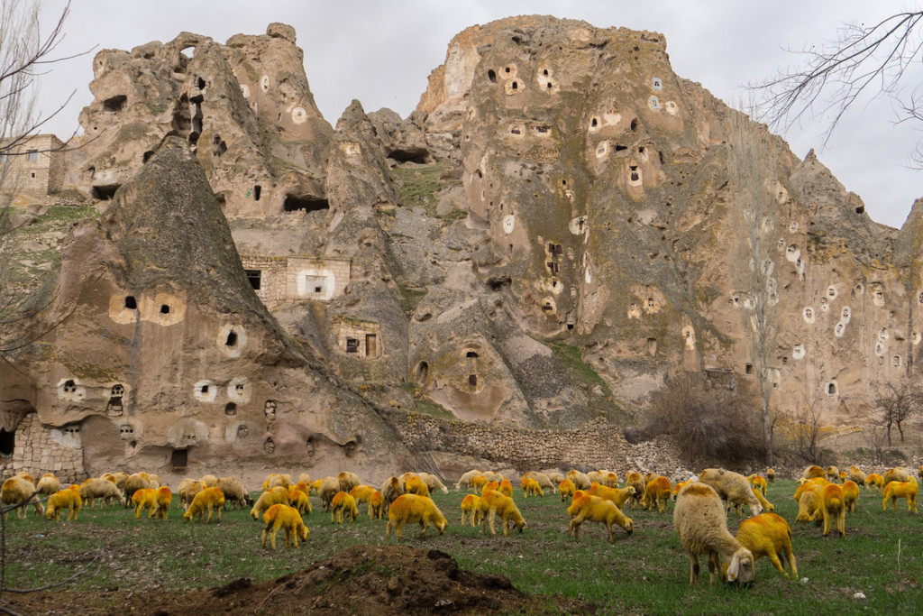 Ở vùng núi Soganli, các cừu non được nhuộm lông để tránh đi lạc