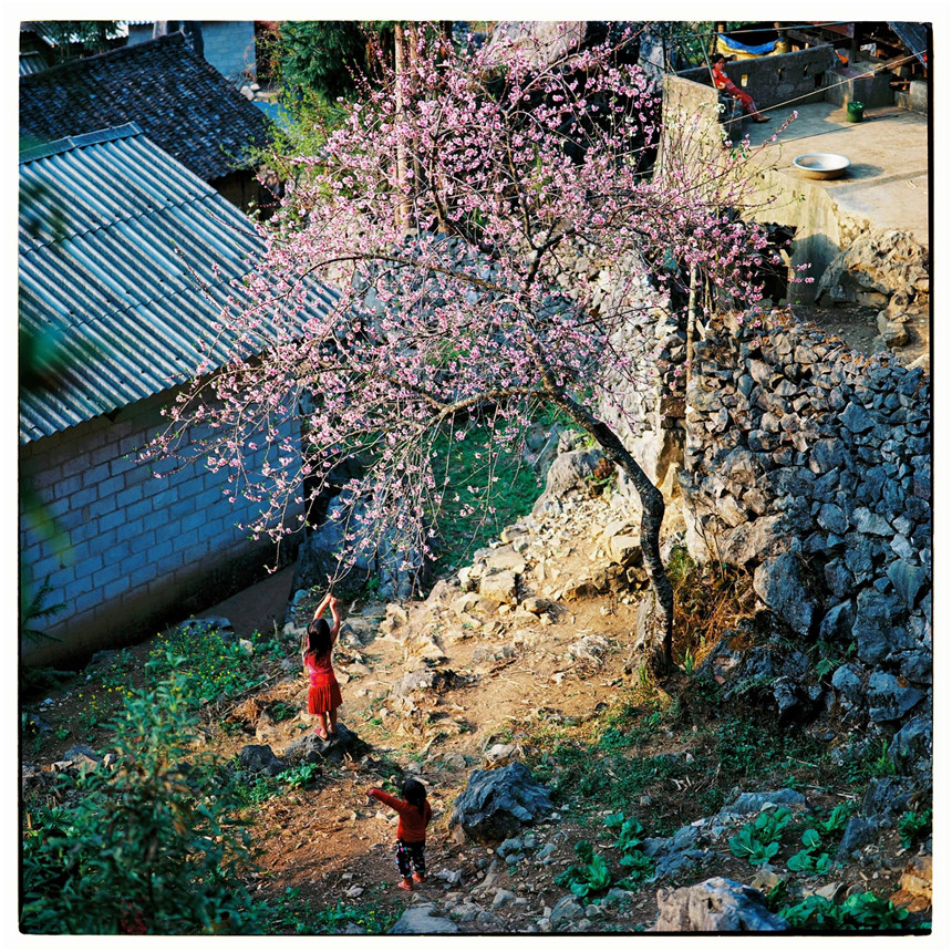 Cao nguyên đá Đồng Văn là một trong những điểm đến được yêu thích nhất của vùng Đông Bắc. Mùa xuân ở đây được ví như mùa "đá nở hoa" với màu hồng phớt của hoa đào, màu trắng tinh khôi của hoa mai hoa mận và màu vàng rực sắc xuân của hoa cải.