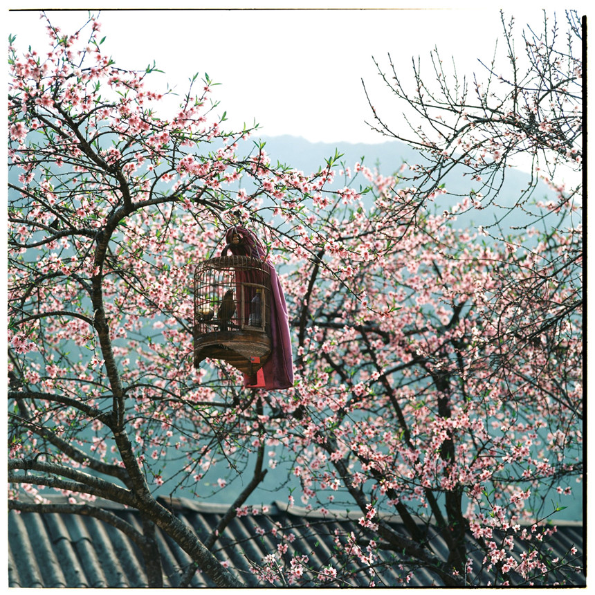 Mùa xuân, Hà Giang đẹp như một bức tranh thuỷ mặc với những nét chấm phá đầy tinh tế của thiên nhiên, đất trời.