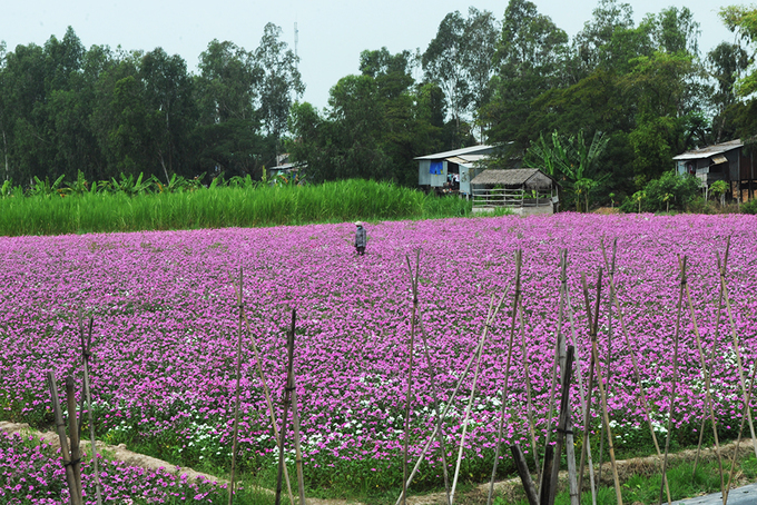 Khoảng 3 năm trở lại đây, người dân ở huyện Phú Tân trồng cây dừa cạn để làm thuốc nam. Diện tích trồng hoa do người dân tự nguyện cho mượn, nhằm cung cấp nguyên liệu cho các nơi chế tạo thuốc.