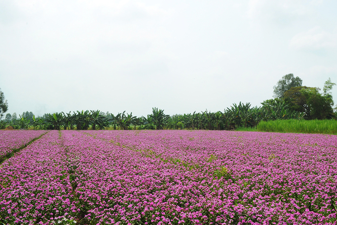 Ở huyện Phú Tân, dừa cạn được trồng với diện tích lớn chủ yếu ở các xã: Phú Hưng, Phú Thạnh, Bình Thạnh Đông, Tân Hòa.