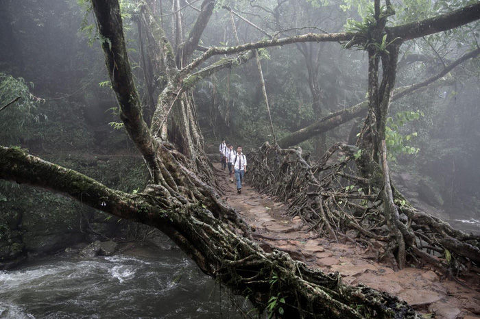 Một nhóm học sinh đi ngang qua 'cây cầu rễ cây' tại vùng East Khasi Hills thuộc bang Meghalaya, Ấn Độ - Ảnh: NG/Giulio Di Sturco