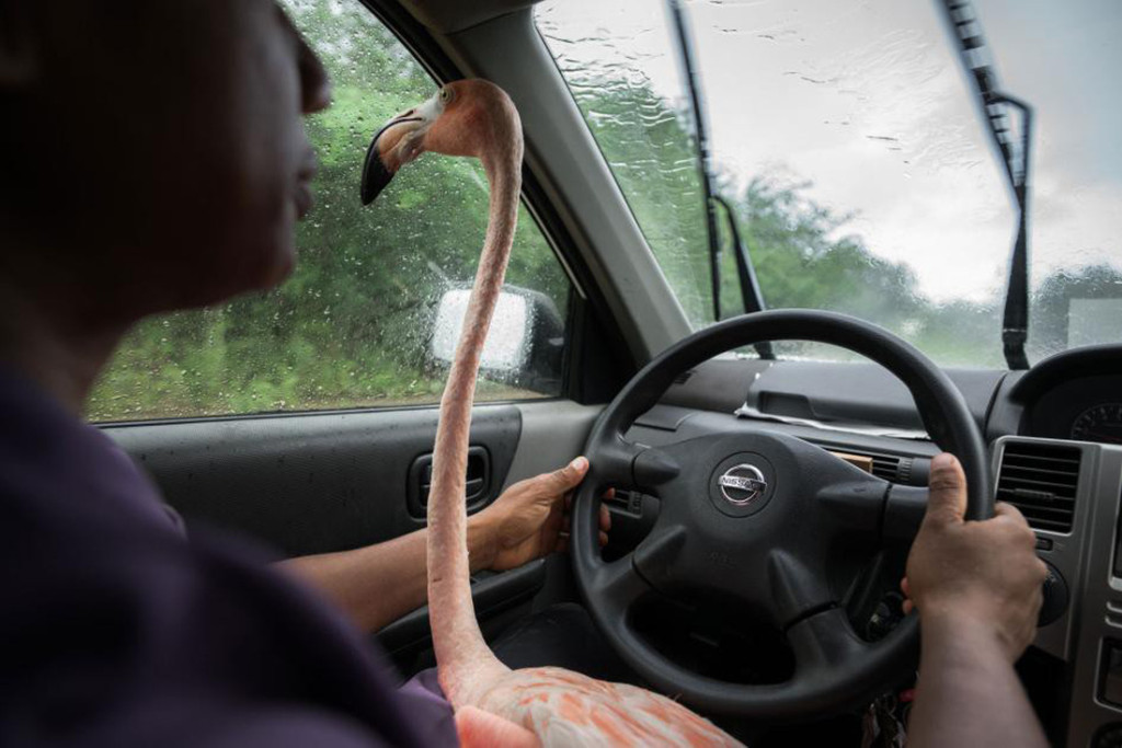Chú chim hồng hạc ngồi trong xe của cô chủ Odette Doest - Ảnh: National Geographic/Jasper Doest