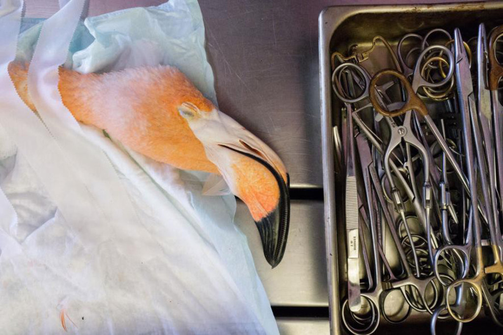 Cô Odette Doest đang phẫu thuật vết thương cho một con chim hồng hạc khác - Ảnh: National Geographic/Jasper Doest