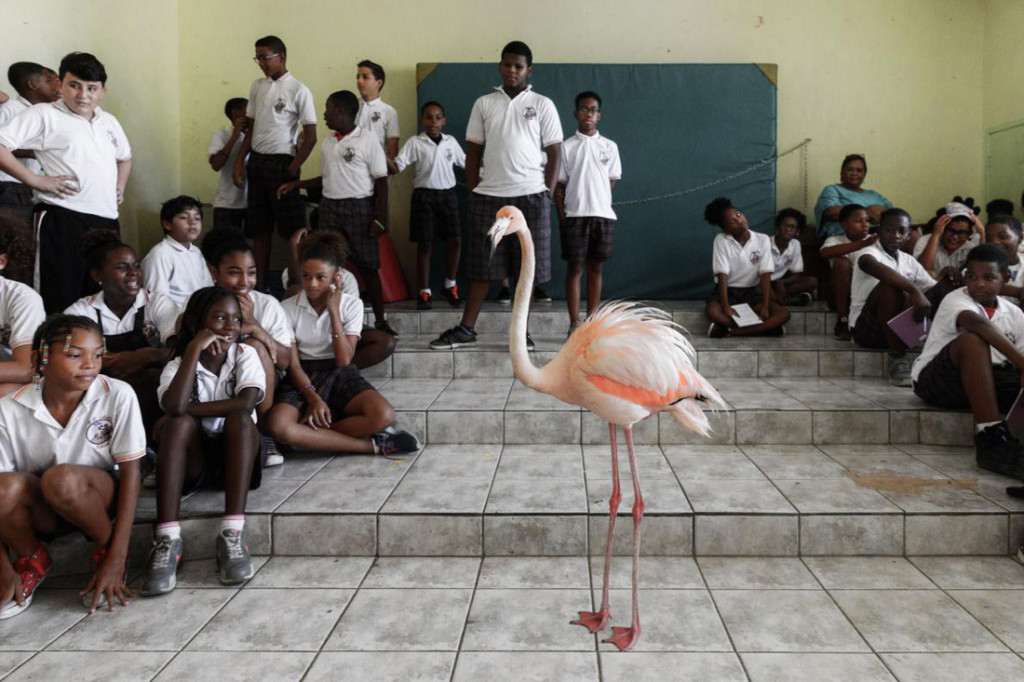 Các em học sinh bất ngờ khi tận mắt thấy chim hồng hạc - Ảnh: National Geographic/Jasper Doest