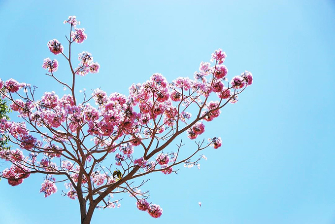 Thông thường, lá cây sẽ rụng khi hoa nở nên bạn chỉ nhìn thấy những chùm hoa khoe sắc trên nền trời xanh ngắt. Cây còn cho quả hình trụ, bên trong có hạt dùng để nhân giống. Ảnh: Uyên Bùi.