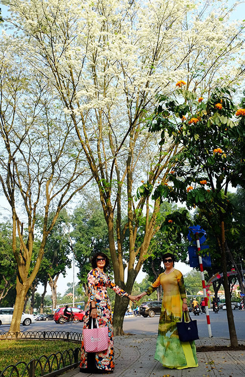 Bà Hà (trái) và người bạn đã về hưu là những người yêu hoa sống ở Hà Nội. Vì tình cờ nhìn thấy hoa ban nở trắng góc đường, chị Hà đã hẹn bạn bè và dành thời gian diện tà áo dài yêu thích để chụp ảnh lưu niệm với mùa táo tàu năm nay.