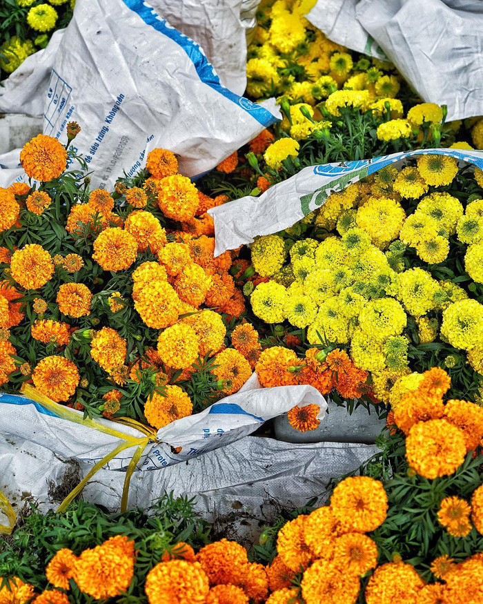 Những bó hoa vạn thọ được bán trước Tết Nguyên đán ở Hà Nội - Ảnh: Chris Schalkx