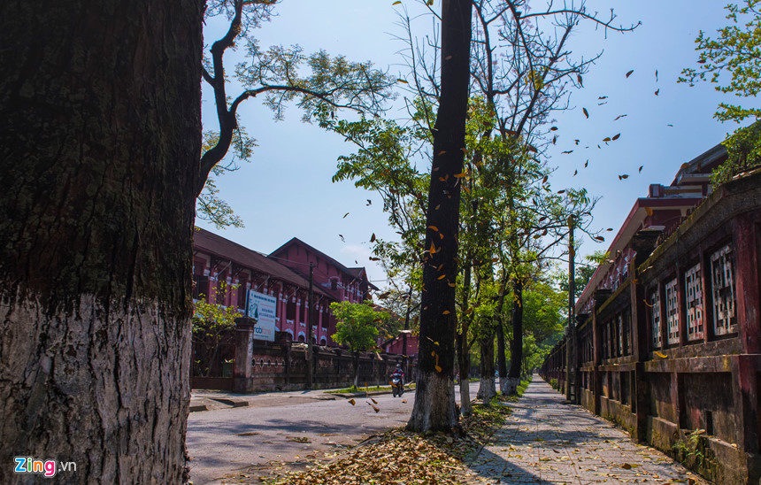 Con đường nhỏ giữa 2 ngôi trường nổi tiếng là Đồng Khánh và Quốc học Huế càng thơ mộng hơn trong mùa lá rơi.