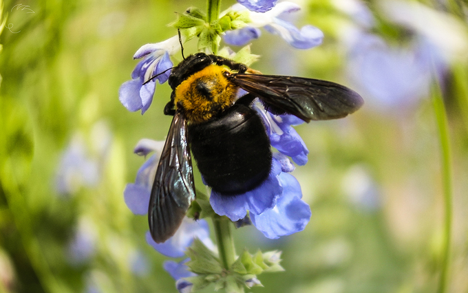 Mùa xuân trăm hoa đua nở thu hút các loài ong, bướm đến hút mật, thụ phấn.