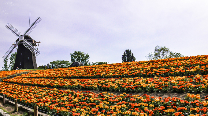 Một góc công viên với vườn hoa và cối xay gió gợi khung cảnh về đất nước Hà Lan.