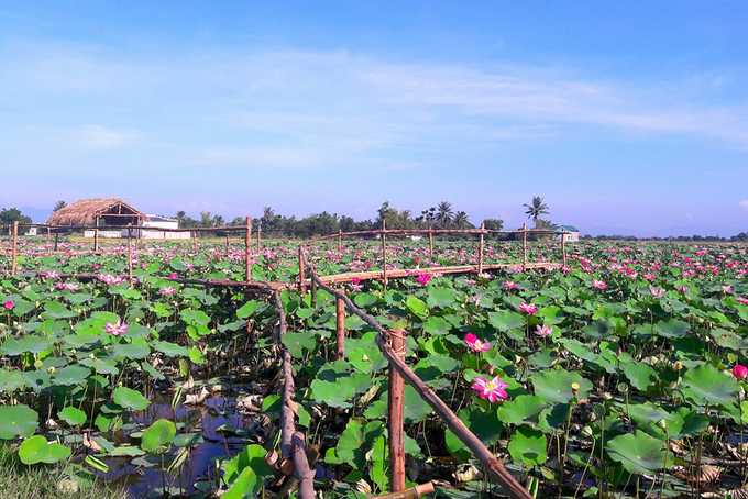 Ninh Phước là một huyện thuộc tỉnh Ninh Thuận, cách trung tâm TP Phan Rang khoảng 11 km về phía nam. Người dân nơi đây sống chủ yếu nhờ vào trồng nho, táo và thanh long. Tại đây, sen không được trồng trên diện rộng, mà chỉ có ở khu du lịch thuộc làng Mỹ Nghiệp.