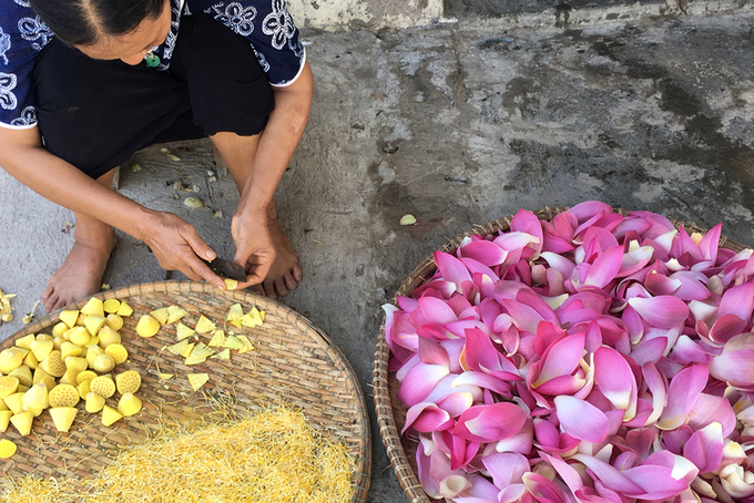Đến khu Caraih này, bạn còn được quan sát quá trình làm trà sen. Cứ vào mỗi buổi sớm, người dân lại ra đồng để chọn những đóa hoa tươi nhất và lá sen đủ vừa để mang về.