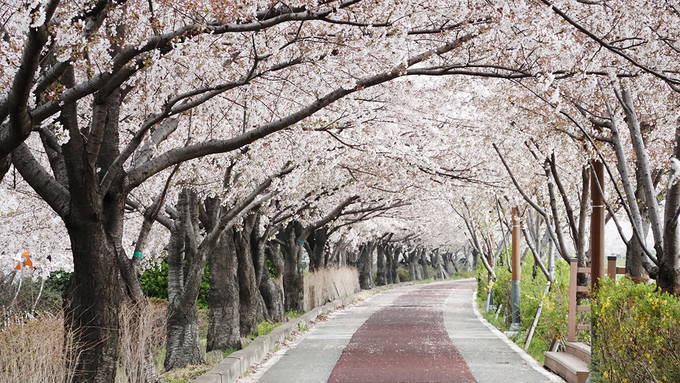 Con đường này nằm bên sông Nakdong, thuộc thành phố Busan. Hoa anh đào trồng tại đây có chiều dài hơn 12 km, nên nơi này còn nổi tiếng là con đường hoa anh đào dài nhất xứ sở kim chi.
