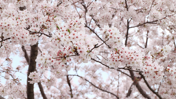 Mùa xuân ở Hàn Quốc thường bắt đầu từ cuối tháng hai và kéo dài cho đến hết tháng tư. Thời gian hoa anh đào nở thường rất ngắn. Hoa nở rộ chừng 10 ngày và chỉ cần một vài cơn mưa hoặc gió lớn thì hoa sẽ rụng đồng loạt. Năm nay, đảo Jeju là nơi có hoa anh đào nở đầu tiên. Tại Busan, hoa chỉ nở bung cách đây vài ngày. Đến nay nhiều nơi hoa đã rụng gần hết.
