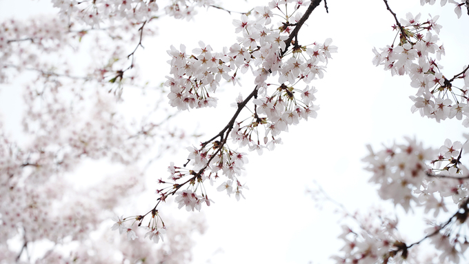 Hoa anh đào không chỉ phổ biến mà còn là biểu tượng của mùa xuân xứ Hàn. Nếu vào mùa hè người dân ở đây sẽ đến suối chơi, mùa thu đi ngắm lá phong đỏ, trượt tuyết vào mùa đông thì mùa xuân là thời điểm để ngắm hoa anh đào.