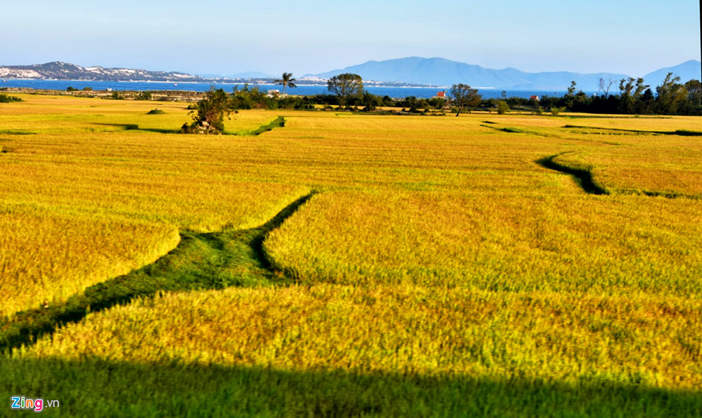 Biển lúa vàng khoe sắc và là biểu tượng của đất nước ta. Những cánh đồng lúa hay các con đường nông thôn đầy lúa thu hút rất nhiều du khách đến tham quan, trải nghiệm và chụp ảnh.