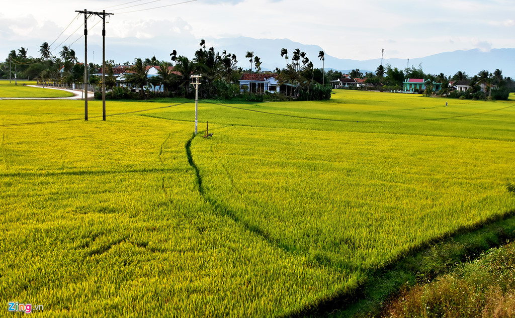 "Tấm thảm vàng" bao quanh những khu dân cư ở Bình Định.