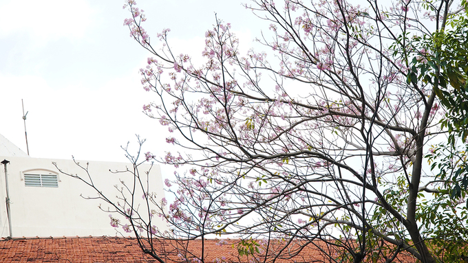 Hoa kèn hồng là loài cây ưa sáng, sống tốt trên đất khô, thoát nước tốt. Nhờ đặc tính này mà hoa có thể thích ứng với tiết trời nắng nóng của Sài Gòn gần đây. Hoa chỉ bung nở khoảng 3 - 4 ngày là tàn. Vì vậy mà dịp này, nhiều người dân Sài Gòn quanh khu vực có hoa rất thích thú.