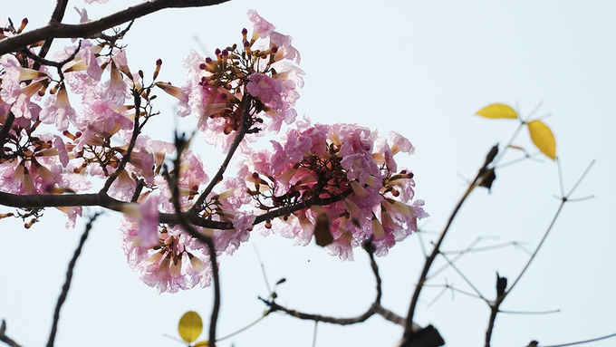Cây được nhiều bạn trẻ ví như hoa anh đào phiên bản Việt Nam. Loài hoa này bắt đầu trổ nụ vào khoảng cuối tháng 3 và rộ lên sắc hồng phấn vào đầu tháng tư.