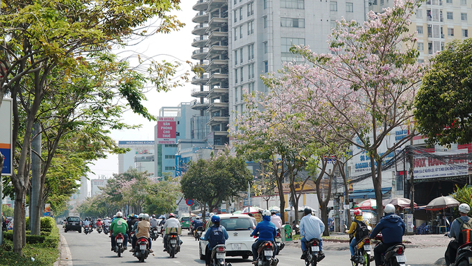 Hoa kèn hồng nở rộ trên tuyến đường Điện Biên Phủ, hướng từ ngã tư Hàng Xanh, quận Bình Thạnh sang quận 1.