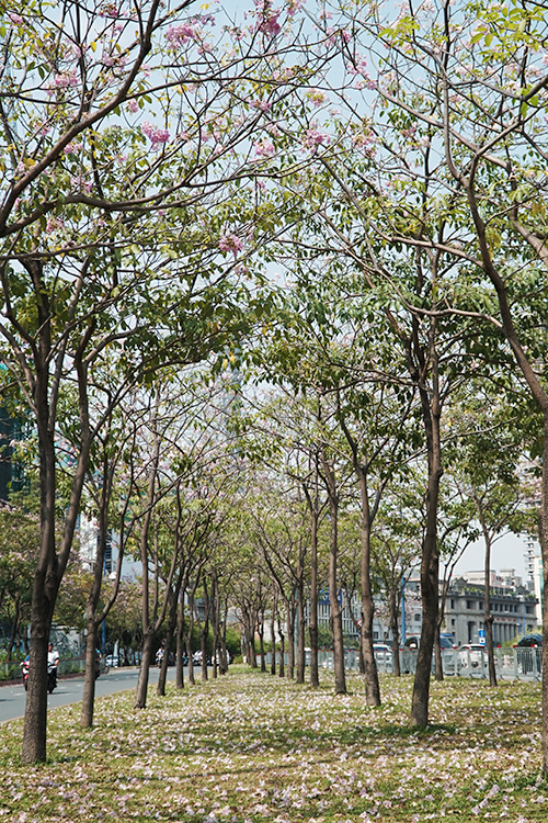 Vừa rợp bóng mát bên đường, vừa đem lại diện mạo mới cho thành phố, mùa hoa kèn hồng tuy ngắn nhưng khiến thành phố trở nên mới mẻ hơn trong mắt người dân lẫn du khách.